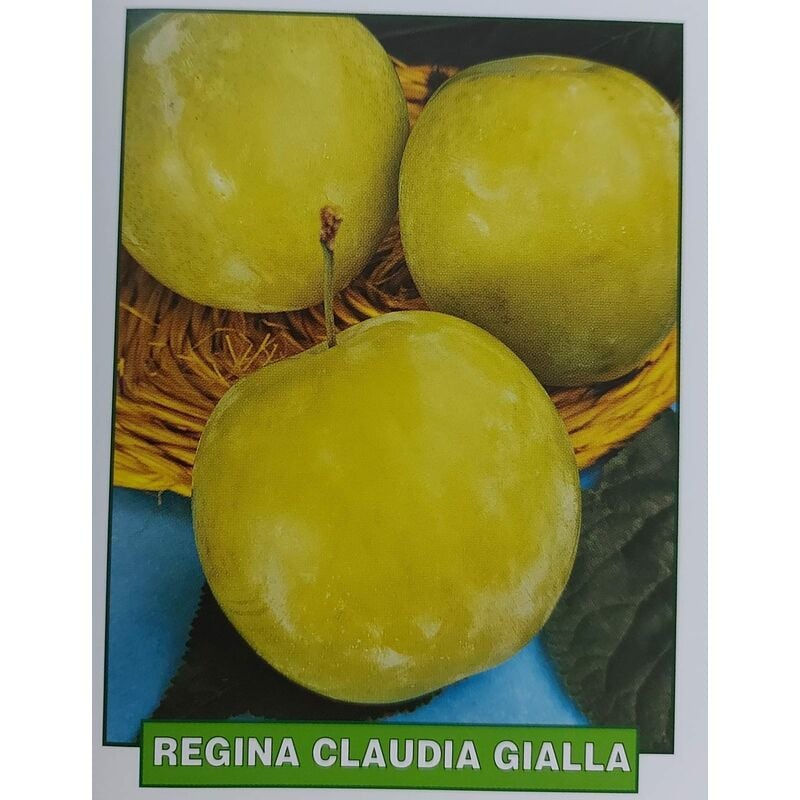 foto del prodotto mediterraneo garden susina regina claudia gialla pianta di 3 anni