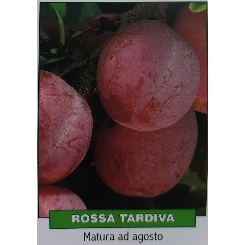 foto del prodotto mediterraneo garden susina rossa tardiva pianta di 3 anni