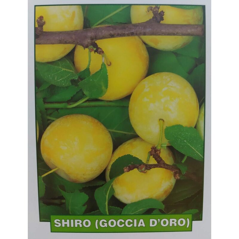 foto del prodotto mediterraneo garden susina shiro goccia d oro pianta di 3 anni