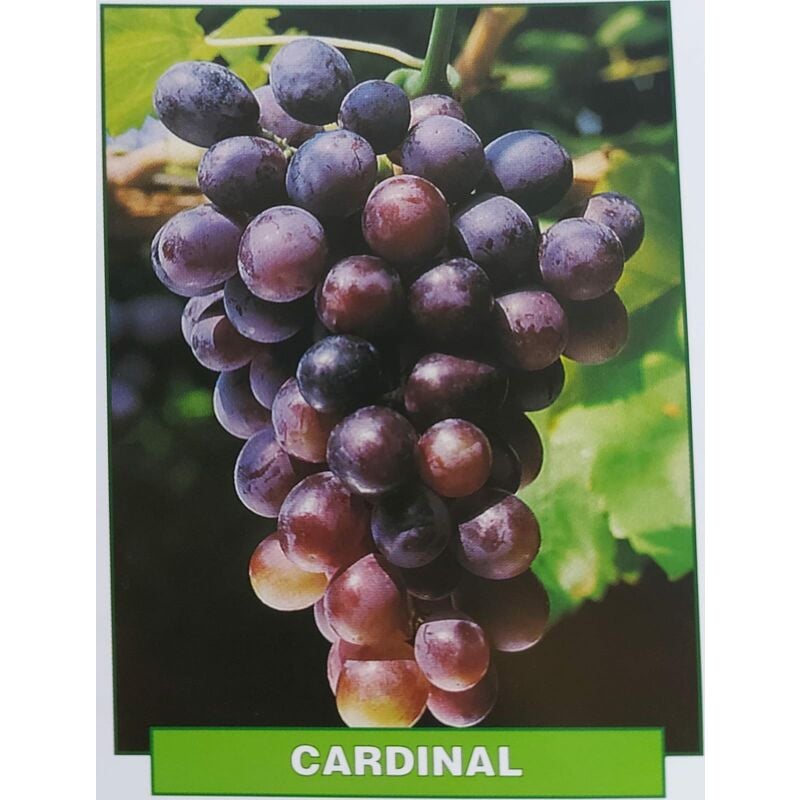 foto del prodotto mediterraneo garden uva cardinal pianta di 3 anni