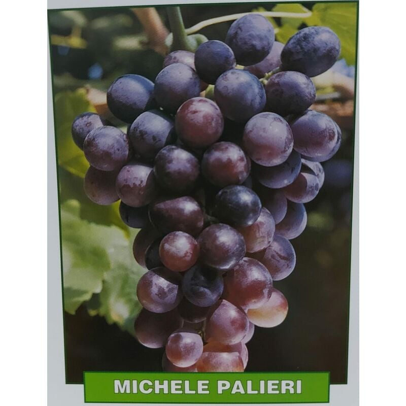 foto del prodotto mediterraneo garden uva michele palieri pianta di 3 anni