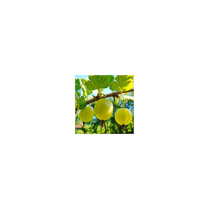 foto del prodotto mediterraneo garden uva spina gialla pianta di 3 anni 