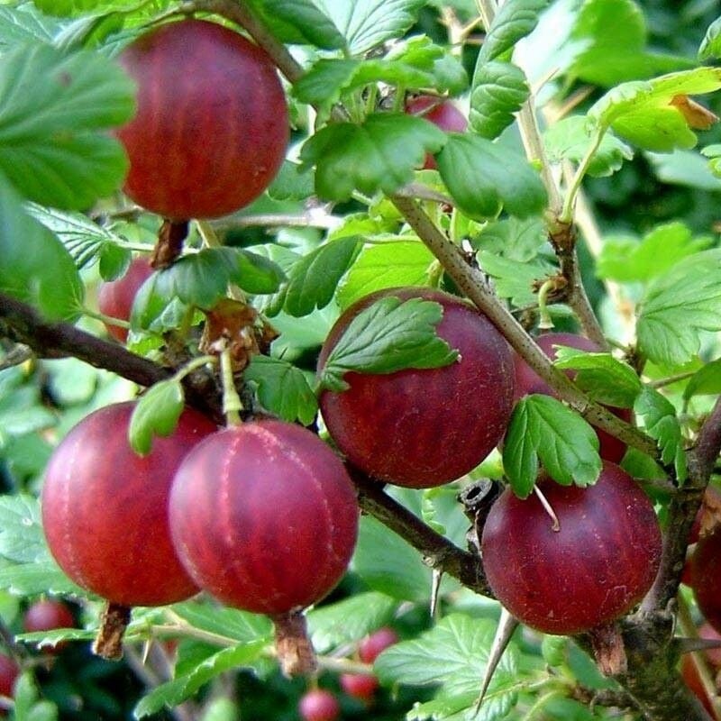 foto del prodotto mediterraneo garden - uva spina rossa pianta di 3 anni