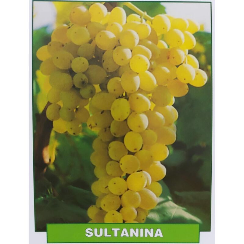 foto del prodotto mediterraneo garden uva sultanina pianta di 3 anni