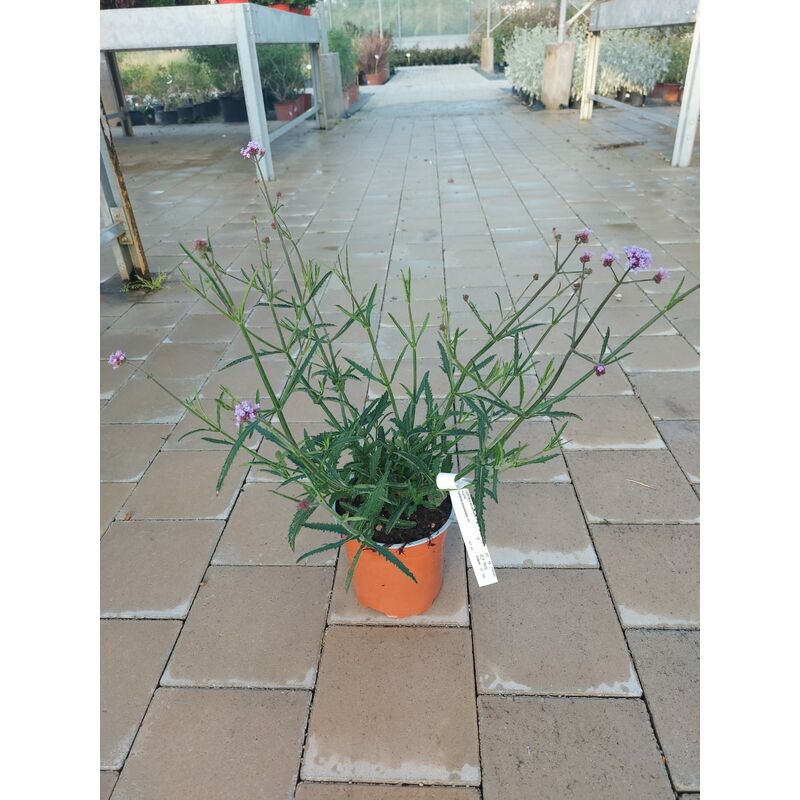 foto del prodotto mediterraneo garden verbena bonariensis compacta