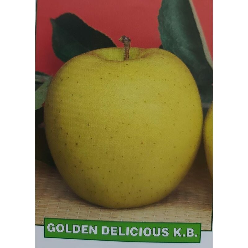 foto del prodotto mela golden delicious k.b. pianta di 3 anni