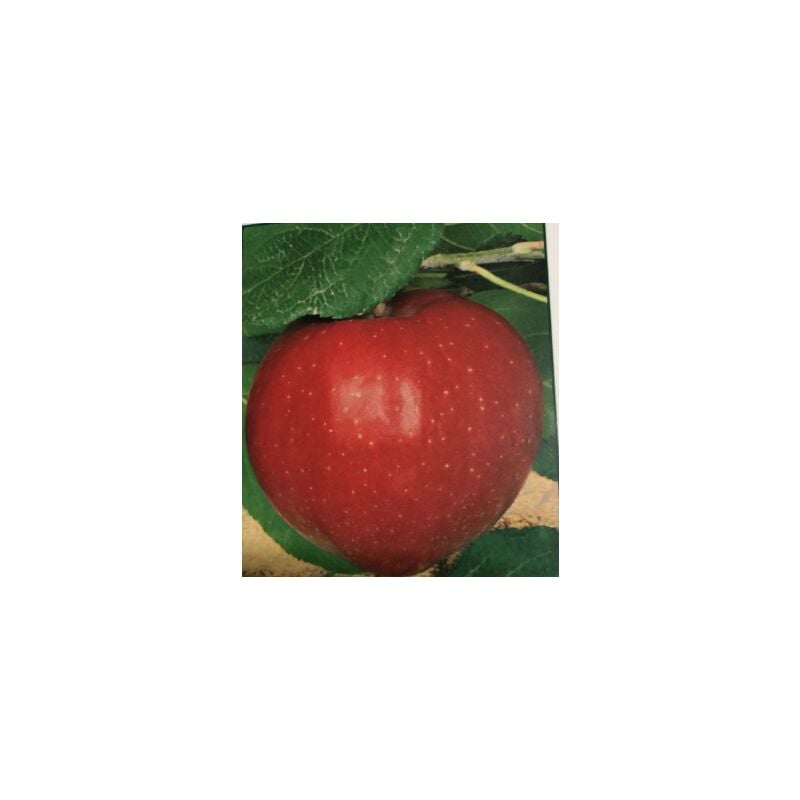 foto del prodotto mela red delicious