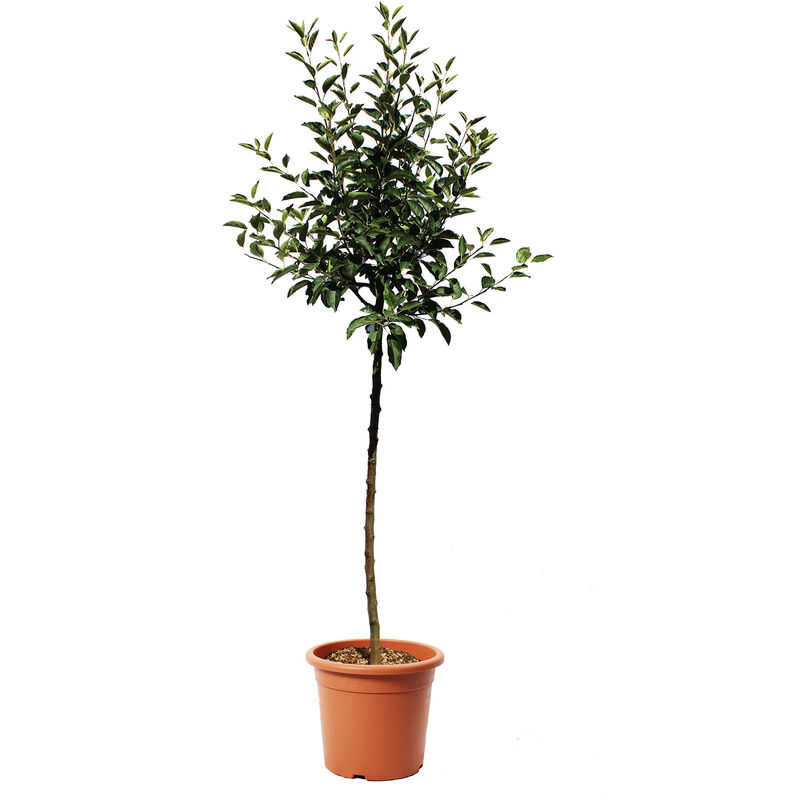 foto del prodotto melo malus domestica piante da frutto da giardino vaso 28 cm