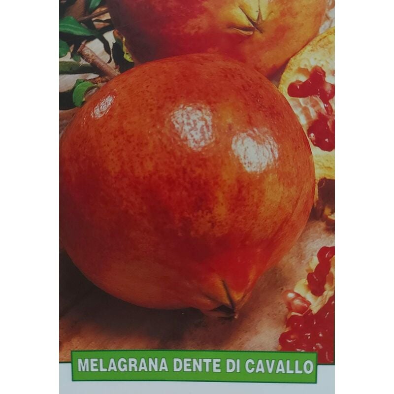 foto del prodotto melograno pianta di 3 anni