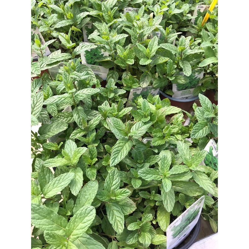 foto del prodotto menta comune