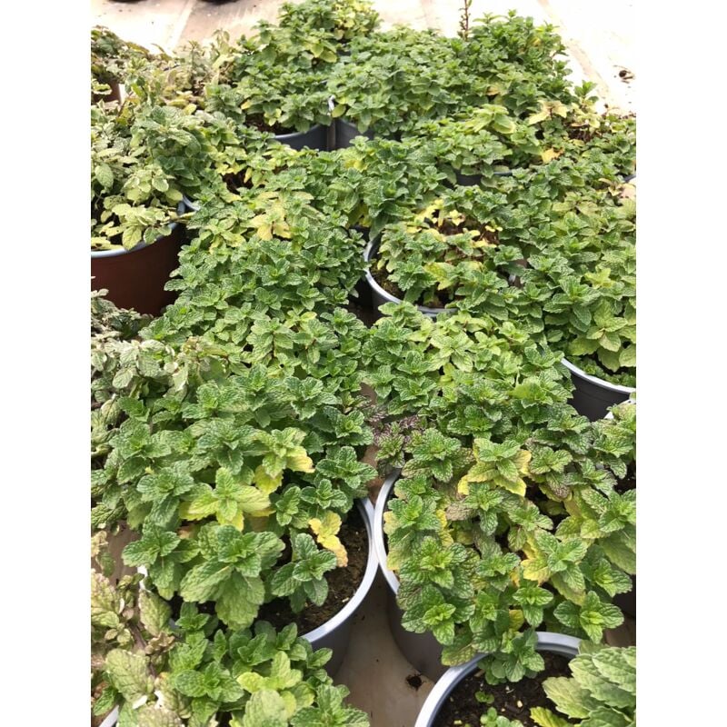 foto del prodotto menta piperita