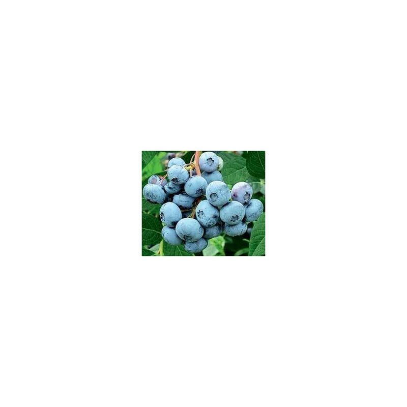 foto del prodotto mirtillo americano vaccinium corymbosum pianta di frutta frutto foto reali