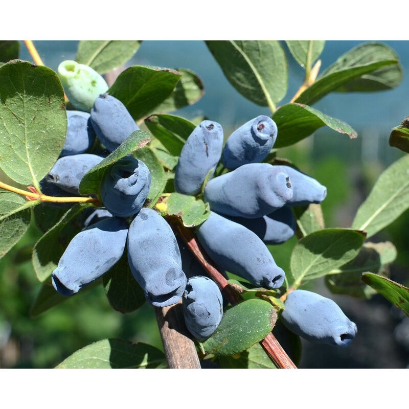 foto del prodotto mirtillo siberiano lonicera kamtschatica aurora v.15 pianta cespugliosa frutta