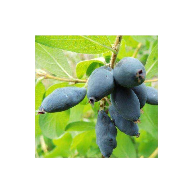 foto del prodotto mirtillo siberiano nimfa lonicera kamtschatica nimfa foto reali h 70cm