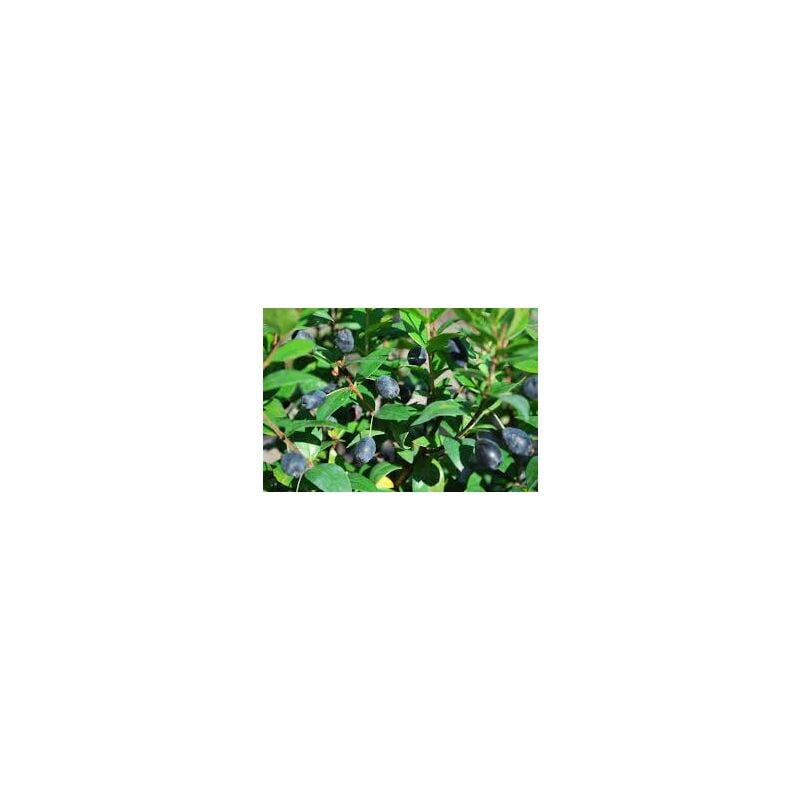 foto del prodotto mirto myrtus communis vaso 18cm
