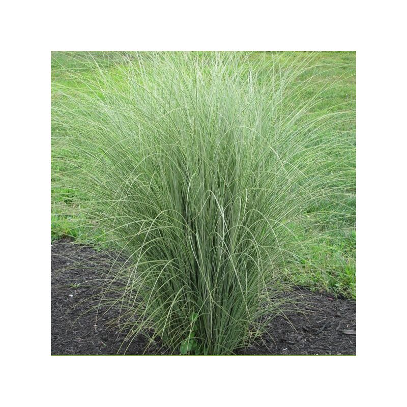 foto del prodotto miscanthus sinensis morning light v.17