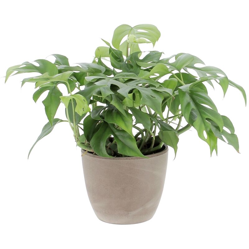 foto del prodotto monstera minima con vaso in ceramica earth piante rampicanti vere da interni altezza 25 30 cm vaso 12 cm