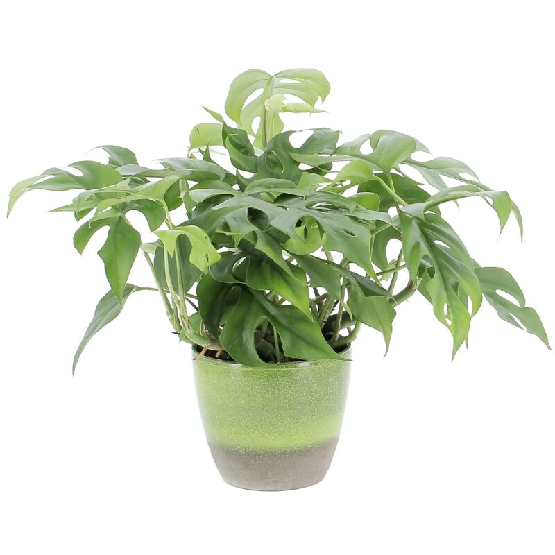foto del prodotto monstera minima con vaso in ceramica flora piante rampicanti vere da interni altezza 25 30 cm vaso 12 cm