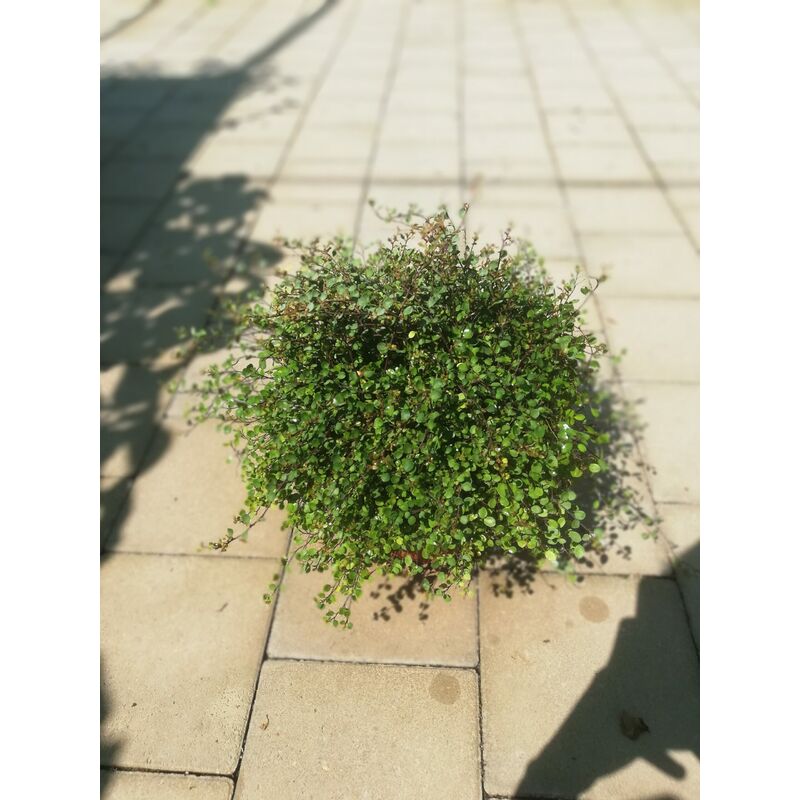 foto del prodotto muehlembeckia v17