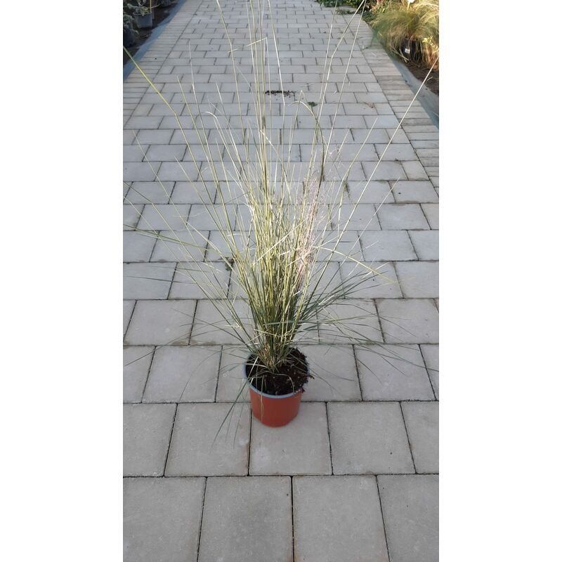 foto del prodotto muhlenbergia capillaris v17