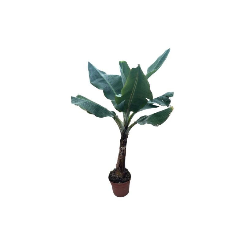 foto del prodotto musa dwarf cavendish