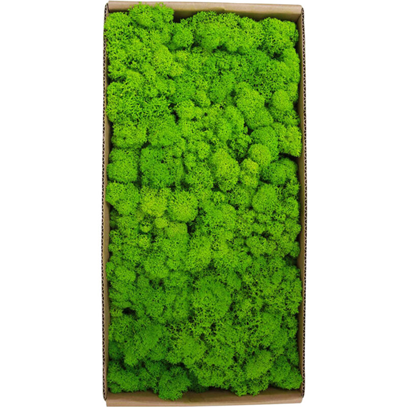 foto del prodotto muschio conservato gardenning art wall decor bulk micro paesaggio oggetti di scena decorativi eosnow
