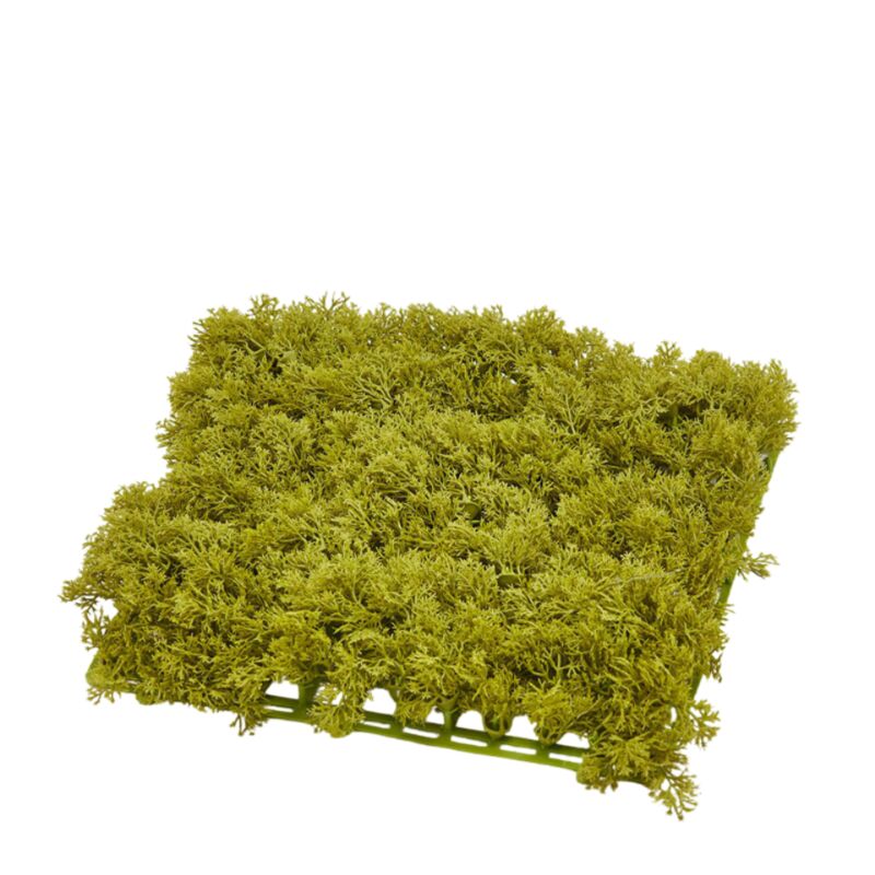 foto del prodotto muschio lichene color verde, tappeto da 25 x 25 cm