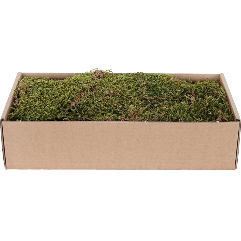 foto del prodotto muschio piatto essiccato 500 g verde marrone