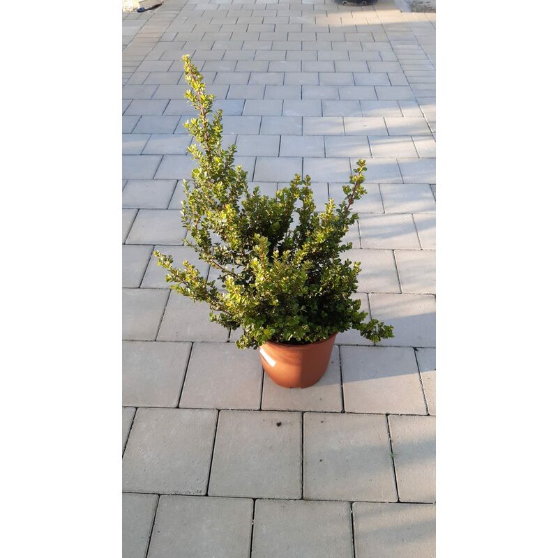 foto del prodotto myrsine africana v24