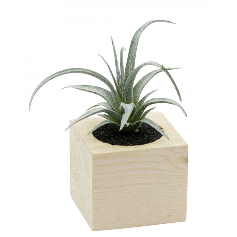 foto del prodotto n.a. vaso con pianta grassa 7x7xh10cm in legno naturale