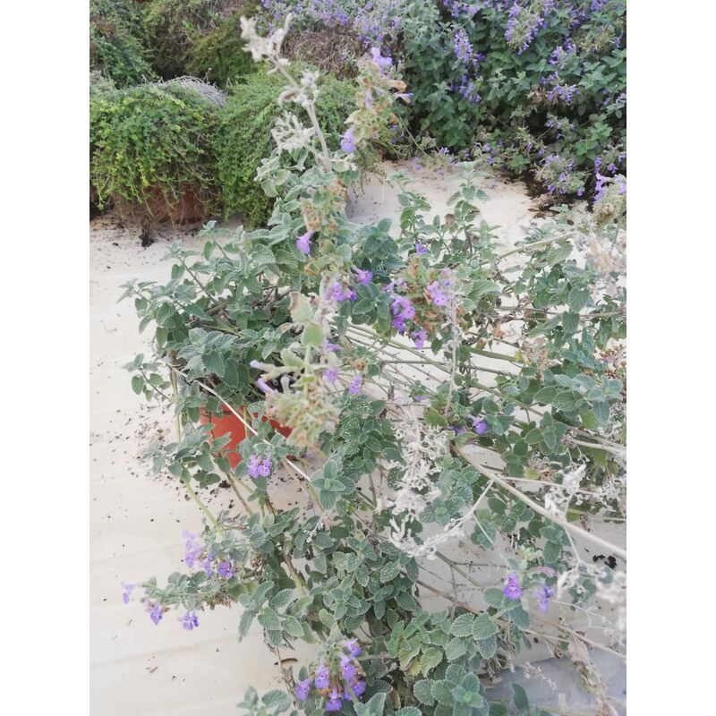 foto del prodotto nepeta x faassenii six hills v17