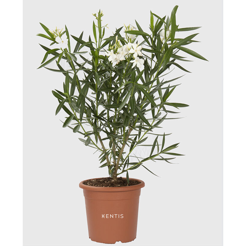 foto del prodotto nerium oleander bianco pianta vera da esterno h 125 150 cm vaso 30 cm