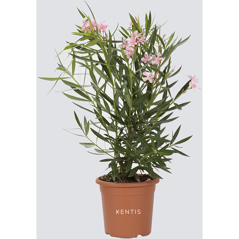 foto del prodotto nerium oleander rosa piante vere da esterno h 40 50 cm vaso da coltura 18 cm