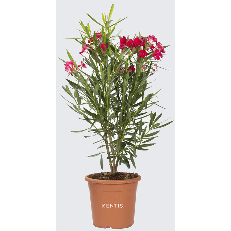 foto del prodotto nerium oleander rosso piante vere da esterno h 40 50 cm vaso da coltura 18 cm