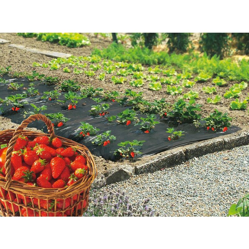 foto del prodotto nortene pellicola per pacciamatura alla fragola fresafilm 1,40 x 20 m