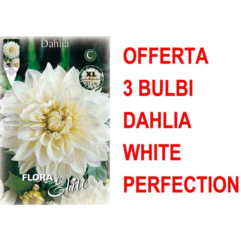 foto del prodotto offerta 3 bulbi dahlia dinnerplate white perfection xl bulbs