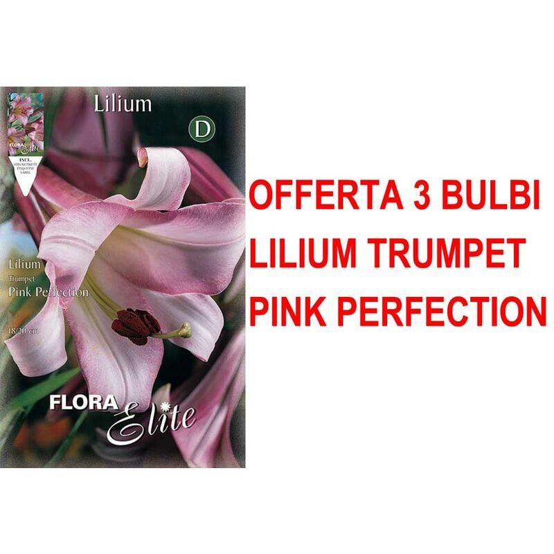 foto del prodotto offerta 3 bulbi lilium trumpet pink rosa perfection bulbs bulbes