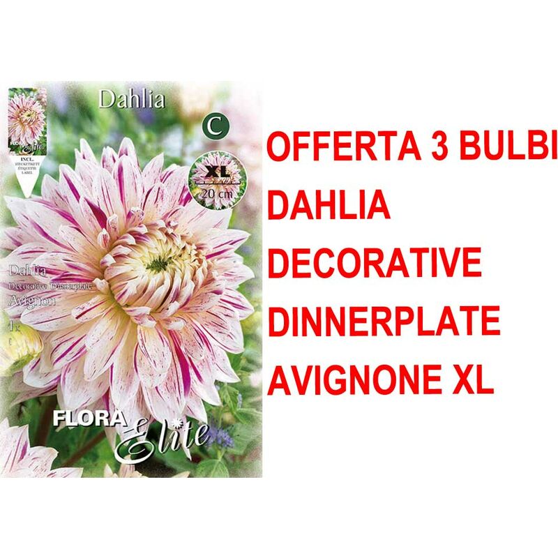 foto del prodotto offerta 3 bulbi primaverili di dalia dinnerplate avignon xl bulbes bulbs