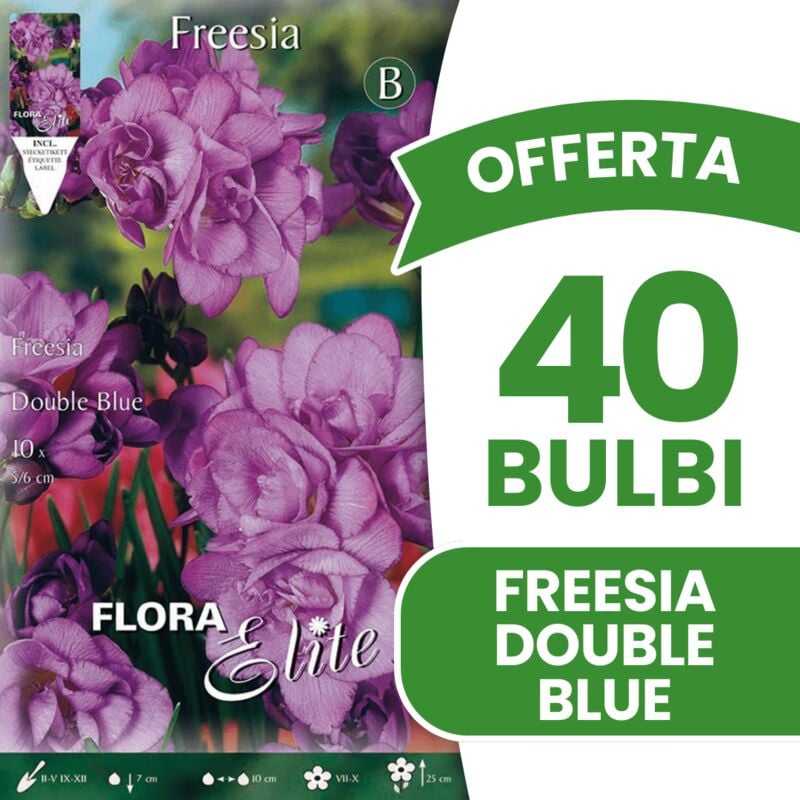 foto del prodotto offerta 40 bulbi freesia double blue bulbs bulbes