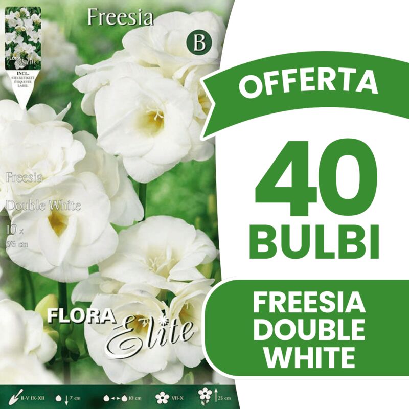 foto del prodotto offerta 40 bulbi freesia double white bulbs bulbes