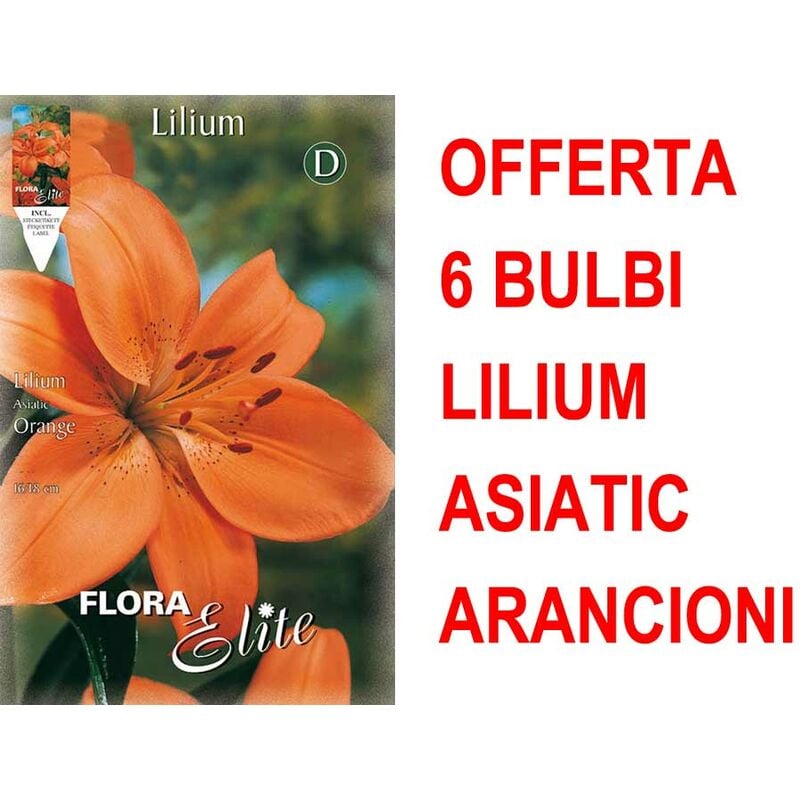 foto del prodotto offerta 6 bulbi lilium asiatic arancione bulbs bulbes
