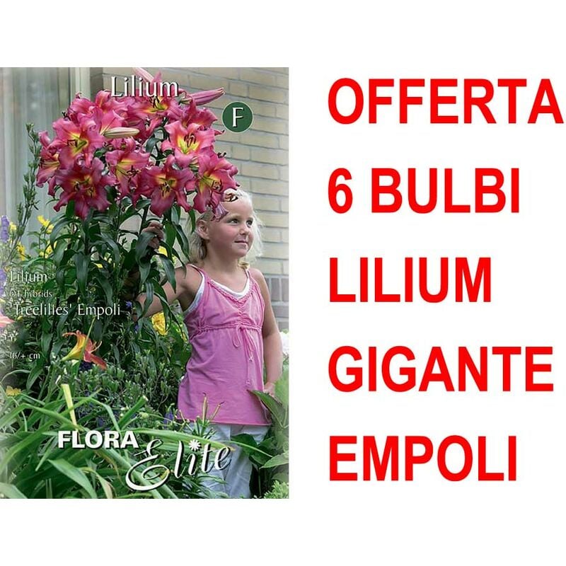 foto del prodotto offerta 6 bulbi lilium gigante empoli bulbs bulbes
