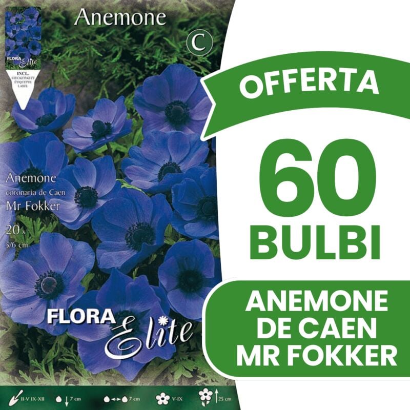 foto del prodotto offerta 60 bulbi anemone coronaria mr. fokker bulbs bulbes
