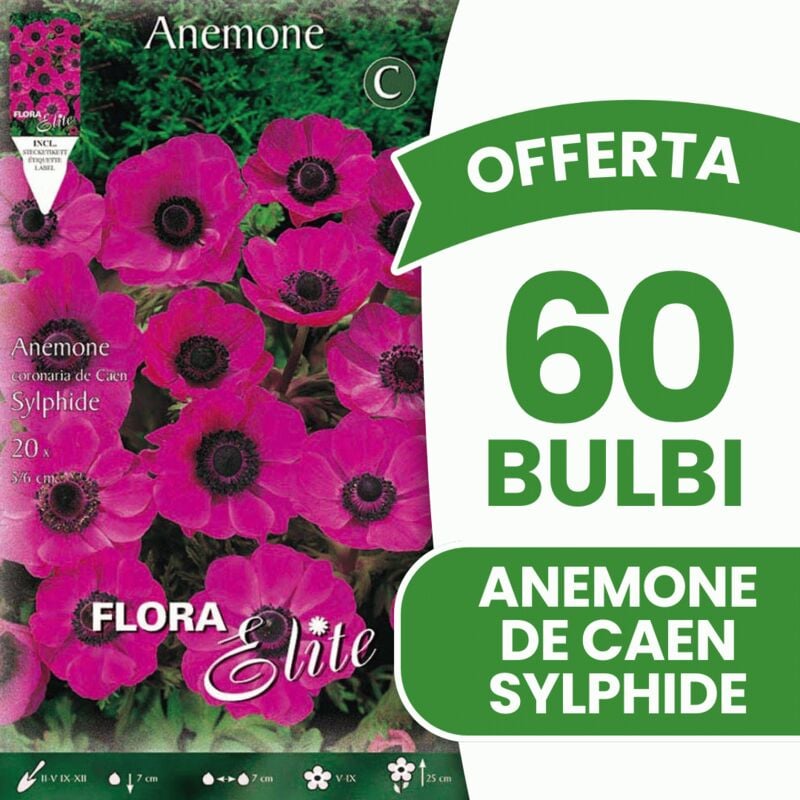 foto del prodotto offerta 60 bulbi anemone coronaria the bride sylphide bulbs bulbes