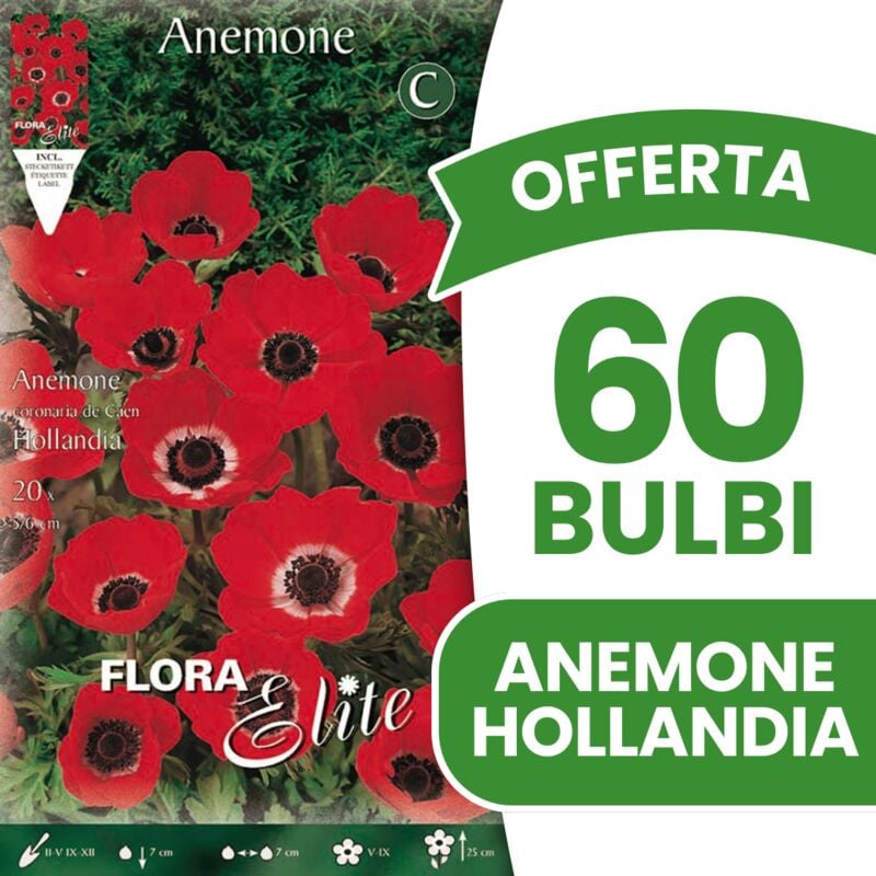 foto del prodotto offerta 60 bulbi anemone hollandia bulbi bulbs bulbes