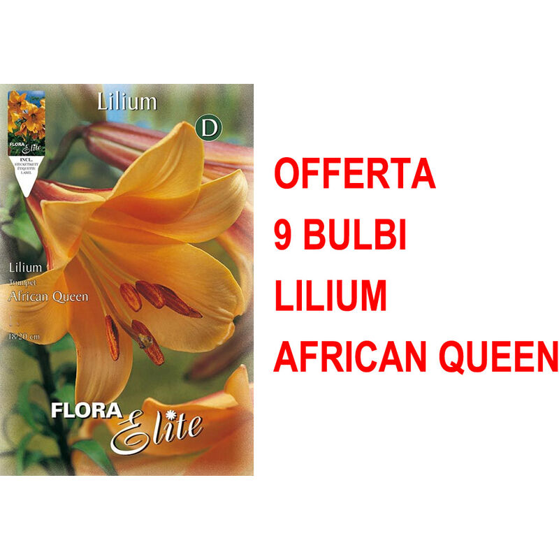 foto del prodotto offerta 9 bulbi lilium trumpet african queen bulbs bulbes