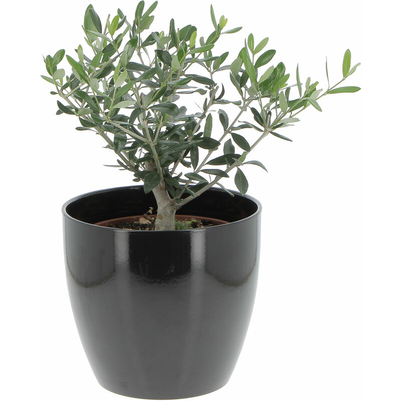 foto del prodotto olivo bonsai con vaso in ceramica schwarz olea europaea piante vere da interno e esterno h 35 40 cm vaso 20 cm