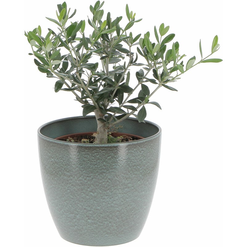 foto del prodotto olivo bonsai con vaso in ceramica scottish moss olea europaea piante vere da interno e esterno h 35 40 cm vaso 20 cm
