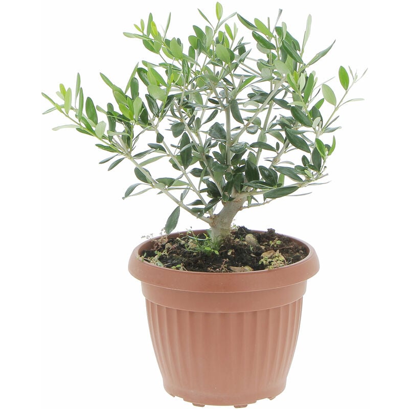 foto del prodotto olivo bonsai olea europaea piante vere da interno e esterno h 35 40 cm vaso 20 cm