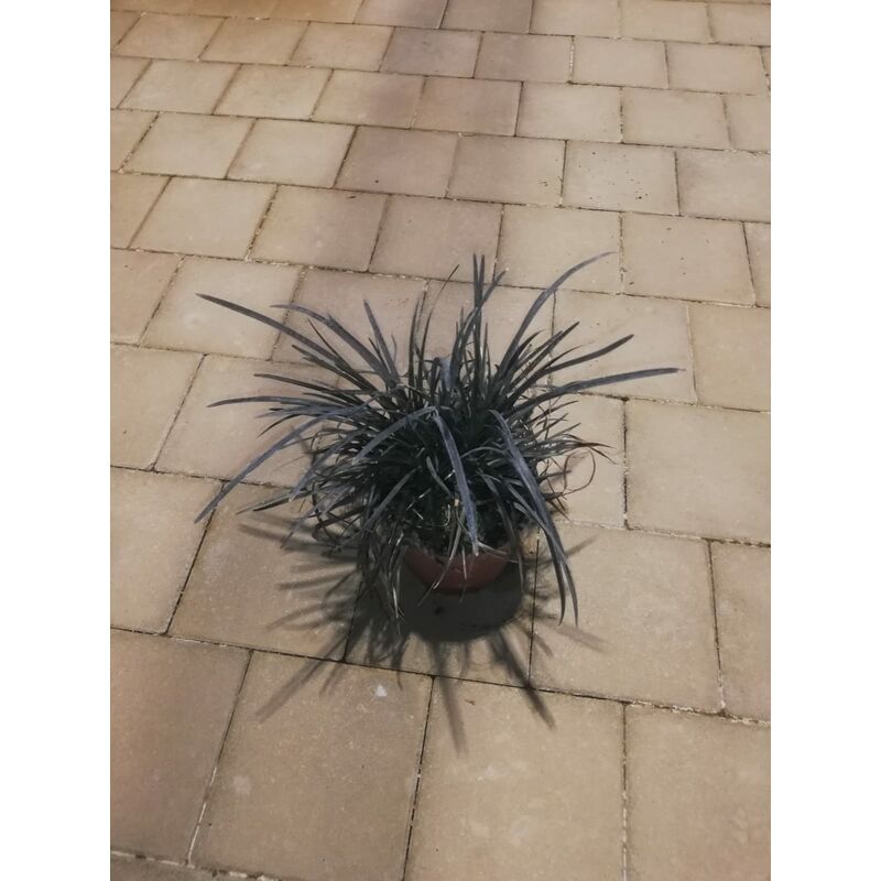 foto del prodotto ophiopogon planiscapus nigrescens v17